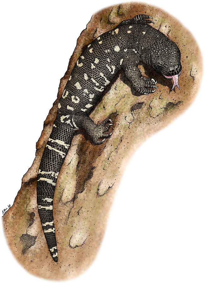 Mexican Beaded Lizard Photograph by Roger Hall