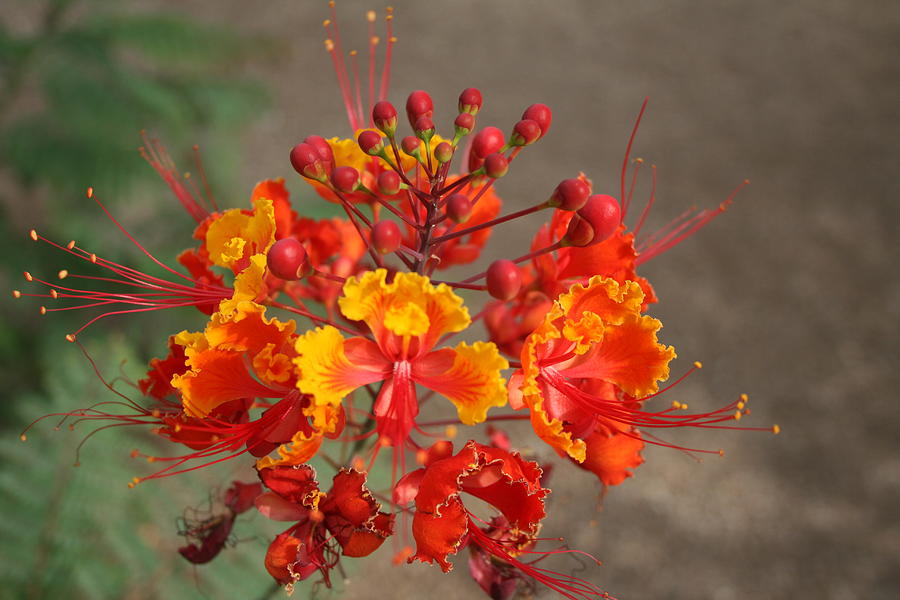 Mexican Bird Of Paradise Photograph by Douglas Miller - Fine Art America