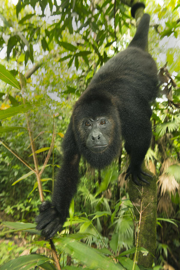 Mexican Black Howler Monkey Belize Photograph by Kevin Schafer