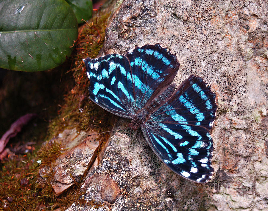 Mexican Bluewing Photograph by Diane E Berry