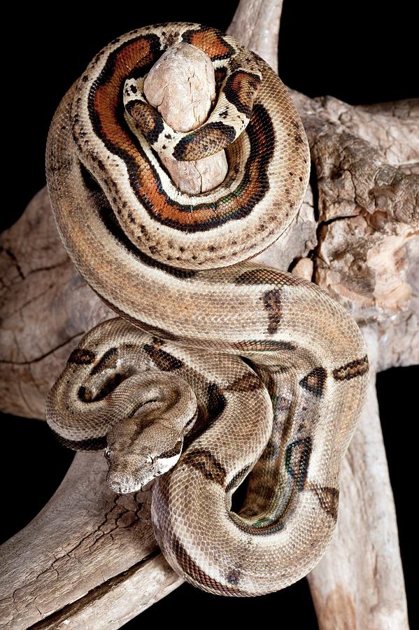 Boa Constrictor Photograph - Mexican Boa Constrictor by Pascal Goetgheluck/science Photo Library