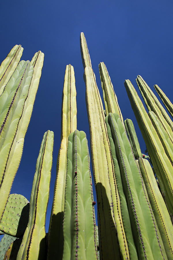 Mexican Fence Post Cacti Photograph by Jim West