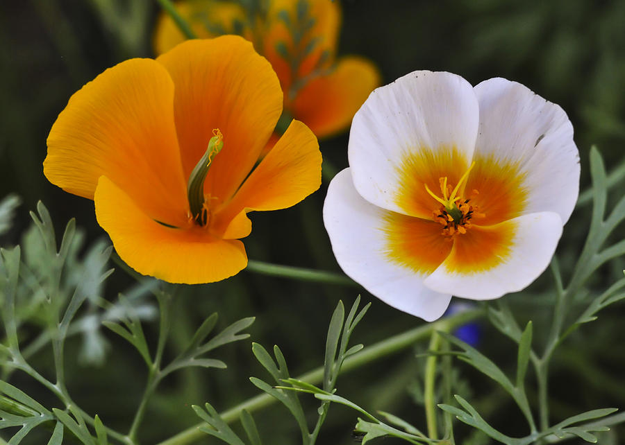 Mexican Gold Poppies Photograph by Lee Kirchhevel