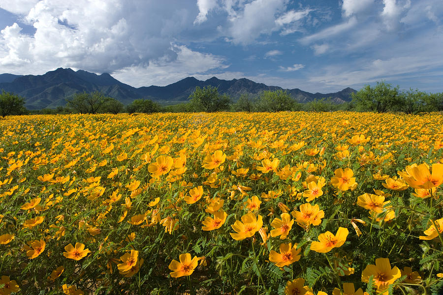 Mexican Golden Poppies Arizona Photograph by Tom Vezo