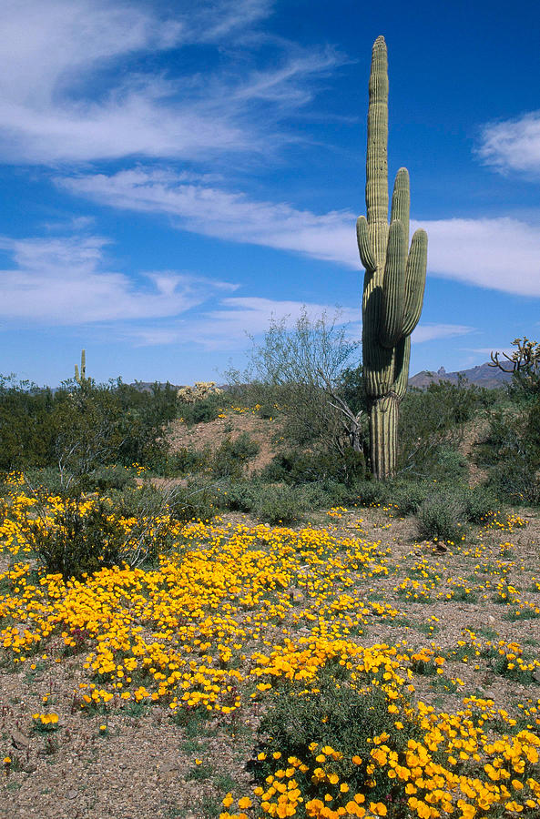 Mexican Goldpoppies And Saguaro Photograph by Gerald C. Kelley