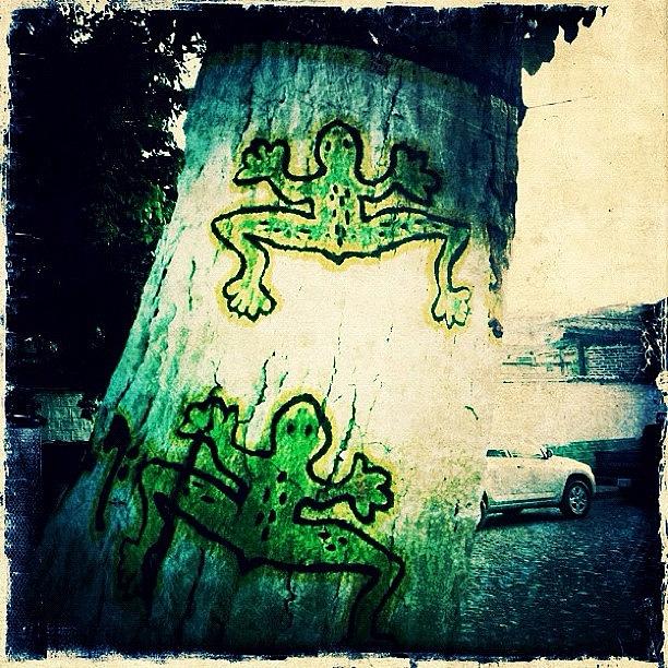 Tree Photograph - Mexican Graffiti Tree Frogs (puerto by Natasha Marco