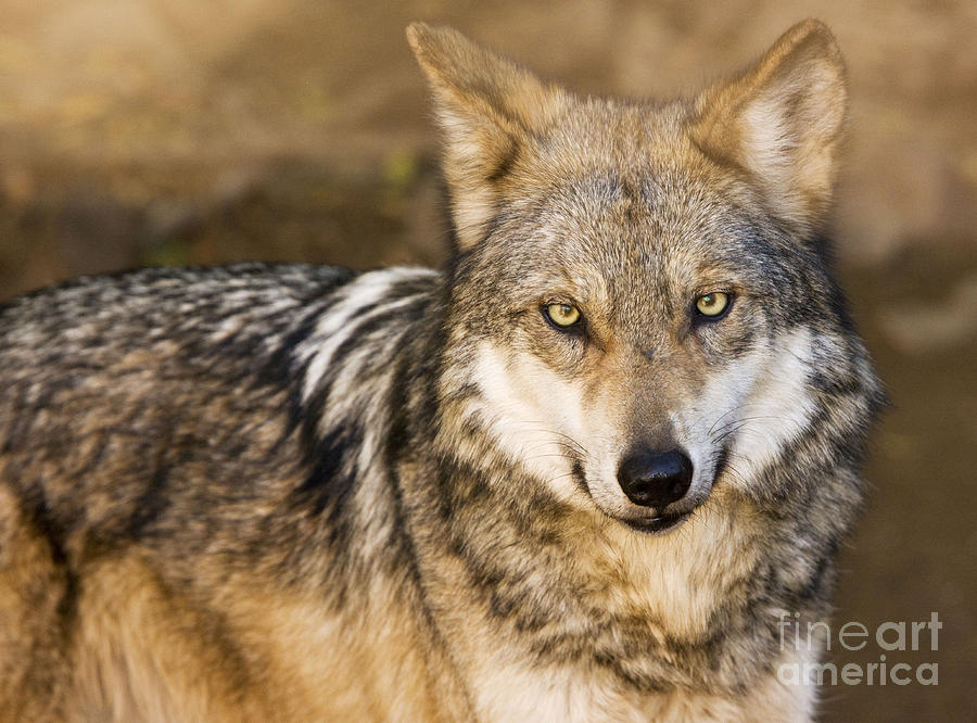 Mexican Gray Wolf, Canis Lupus Baileyi Photograph by Bob Gibbons