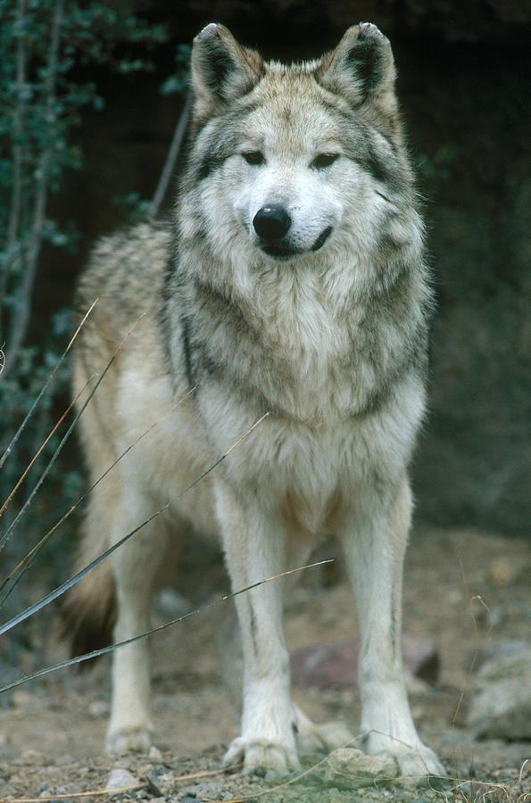 Mexican Gray Wolf Photograph by Gerald C. Kelley