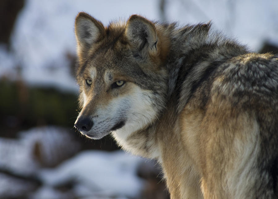 Mexican Gray Wolf Photograph by Larry Bohlin