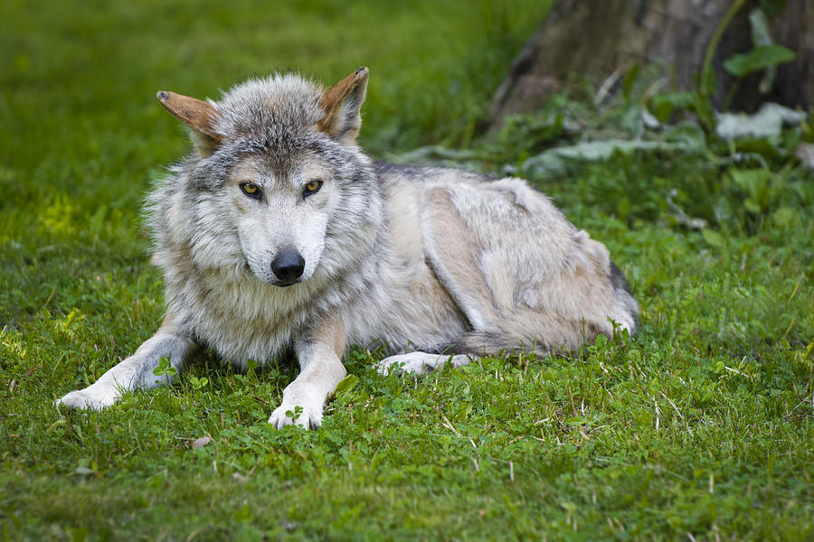Mexican Gray Wolf Photograph by Sebastian Musial