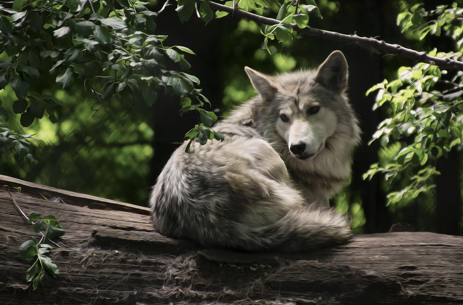 Mexican Grey Wolf at rest as oil painting Photograph by Tracy Winter