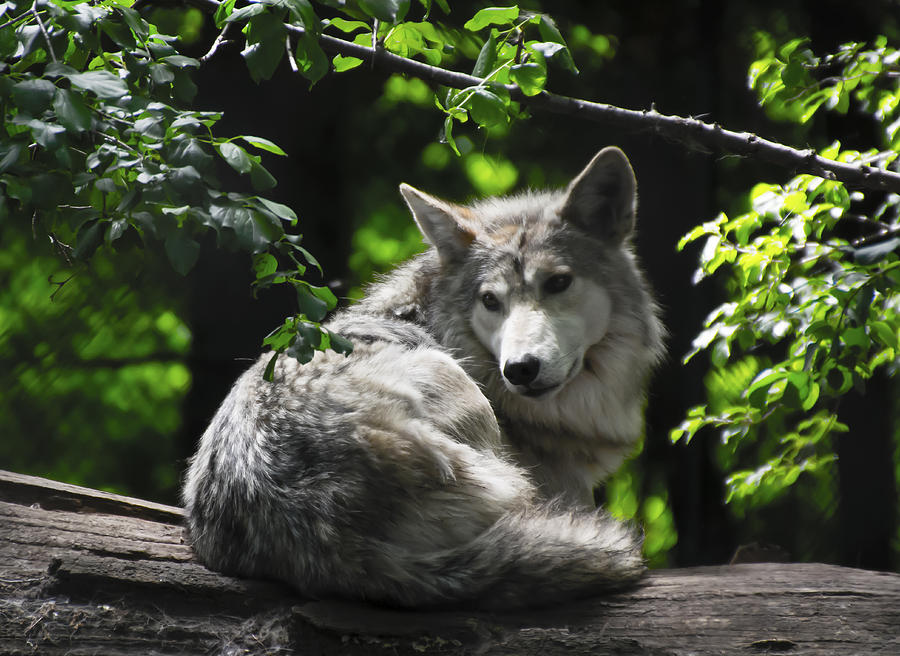 Mexican Grey Wolf at rest Photograph by Tracy Winter