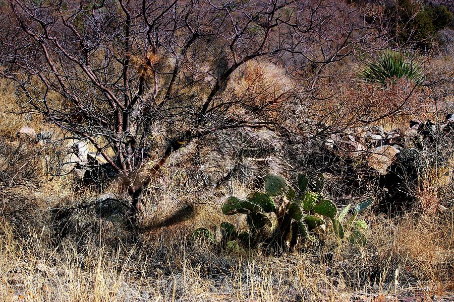 Mexican Grey Wolf Desertscape Mixed Media by Barbara Chichester