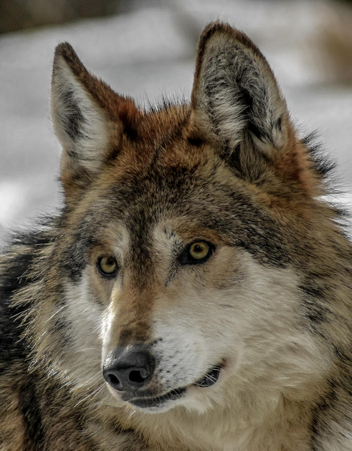 Mexican Grey Wolf Upclose Photograph by Ernest Echols