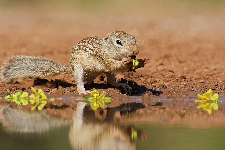 Drinking Photograph - Mexican Ground Squirrel (spermophilus by Larry Ditto