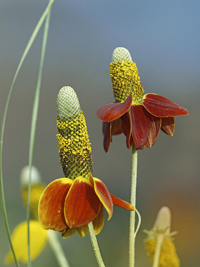 Mexican Hat Blooming North America Photograph by Tim Fitzharris