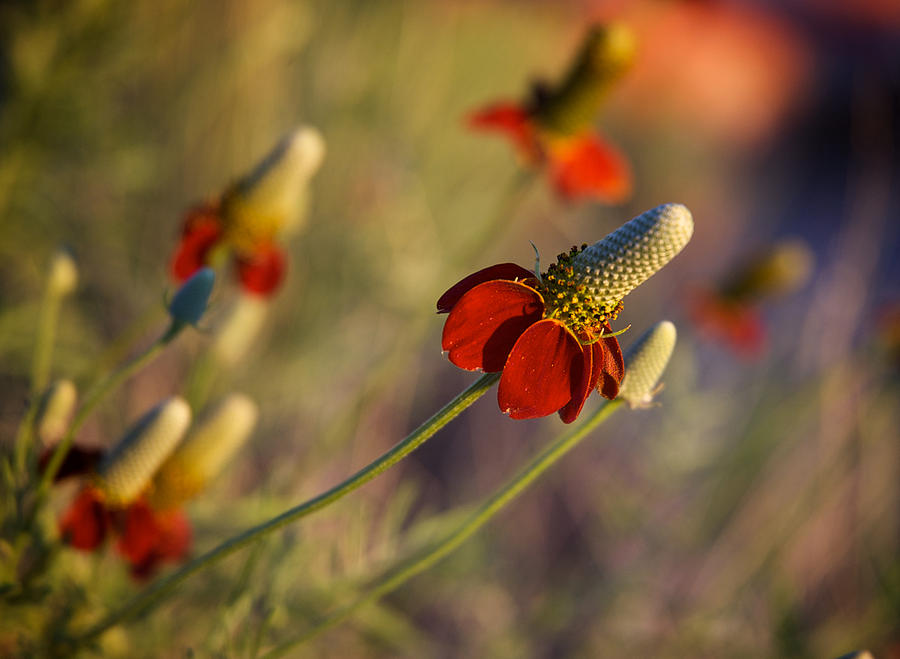 Flower Photograph - Mexican Hat Ratibida columnifera by Mary Lee Dereske