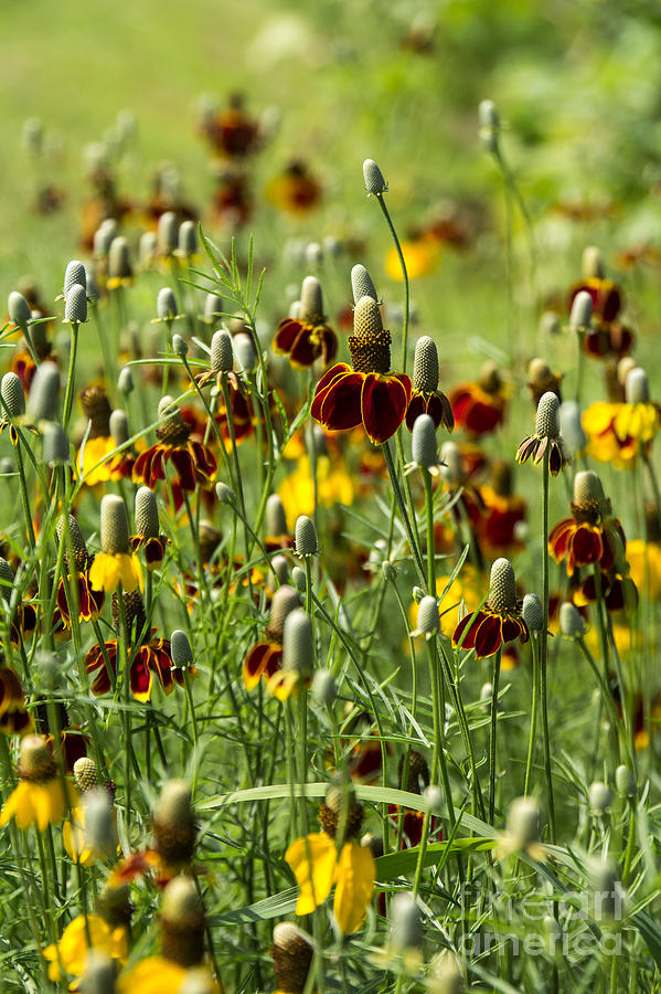 Mexican Hat wildflowers Photograph by Jim McCain