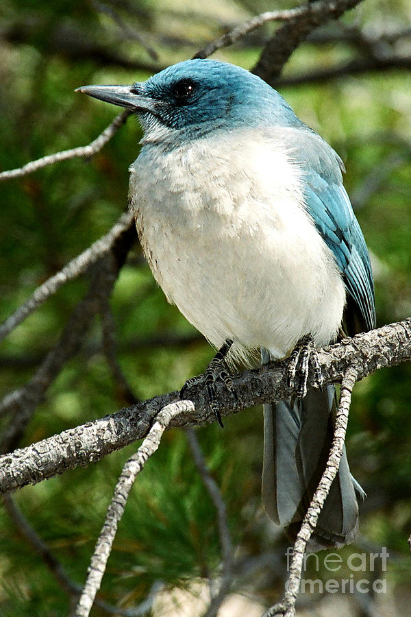 Mexican Jay Photograph By Frank Townsley - Fine Art America