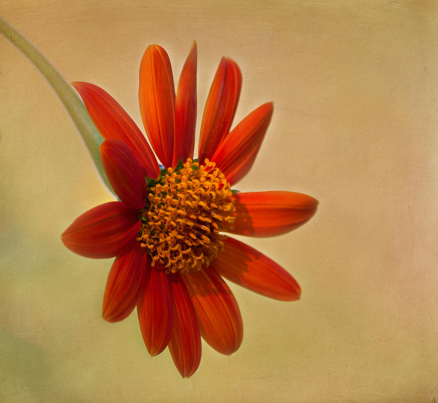 Sunflower Photograph - Mexican Orange Sunflower by Kim Hojnacki