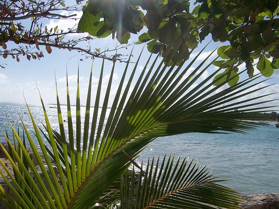 Mexican Palm Frond Photograph - Mexican Palm Frond Fine Art Print