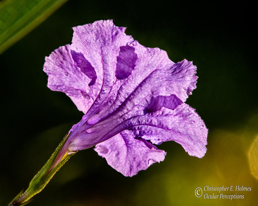 Mexican Petunia Aglow Photograph by Christopher Holmes