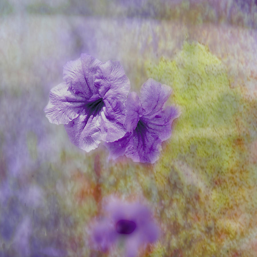 Flower Photograph - Mexican Petunia by Judy Hall-Folde