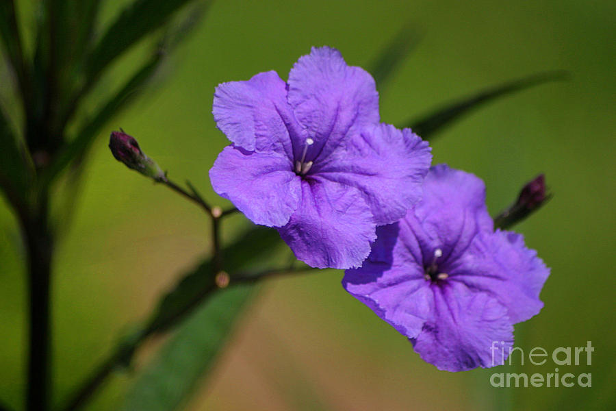 Petunia Photograph - Mexican Petunia by Living Color Photography Lorraine Lynch