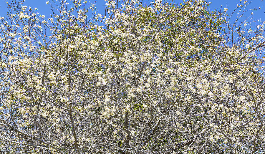 Mexican Plum Tree Densely Flowering Photograph by Steven Schwartzman