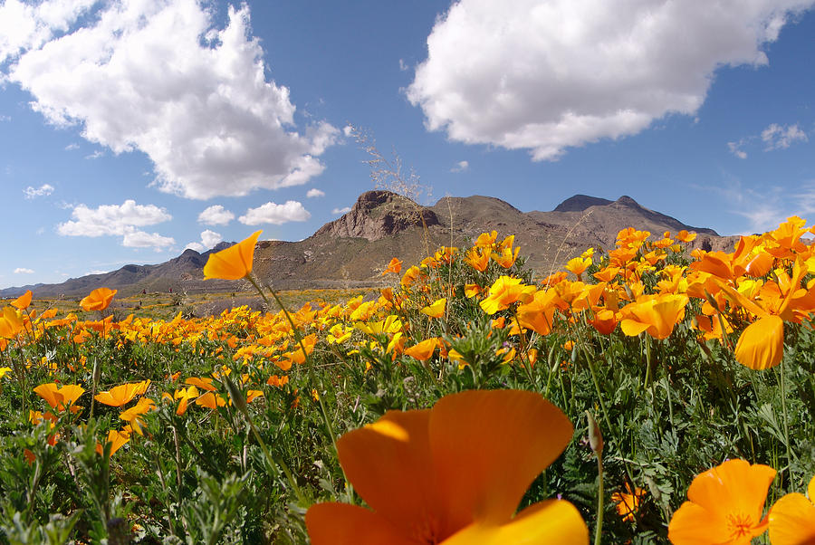 mexican-poppies-franklin-mountains-photograph-by-mb-gross-fine-art