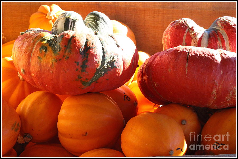 Mexican Pumpkins and Gourds Photograph by Dora Sofia Caputo