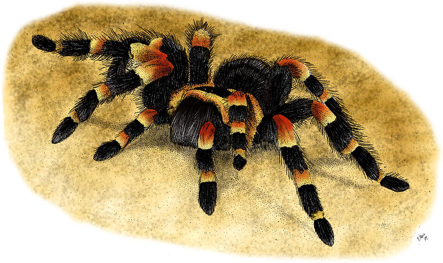 Mexican Red Kneed Tarantula Photograph by Roger Hall | Fine Art America