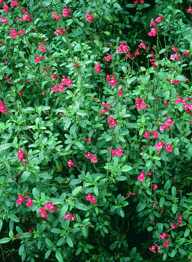 Mexican Sage Flowers Photograph By Geoff Kidd Science Photo Library 