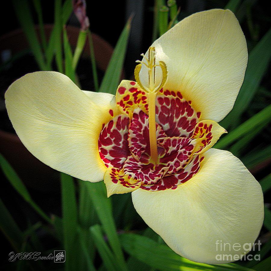 Mexican Shell Flower Photograph by J McCombie