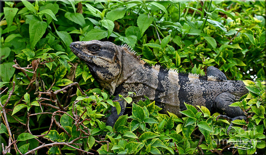 Mexican Photograph - Mexican Spinytailed iguana  by Rebecca Morgan