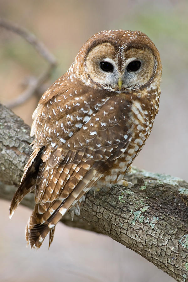 Owl Photograph - Mexican Spotted Owl by Craig K. Lorenz