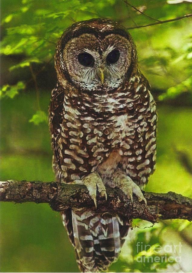 Mexican Spotted Owl Photograph by Diane Kurtz - Fine Art America