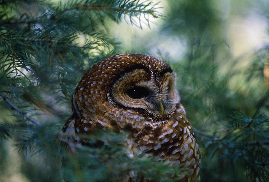 Mexican Spotted Owl In Tree Photograph by Natural Selection David ...