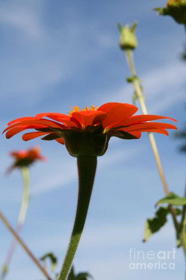 Mexican Sunflower Dance  Photograph by Neal Eslinger