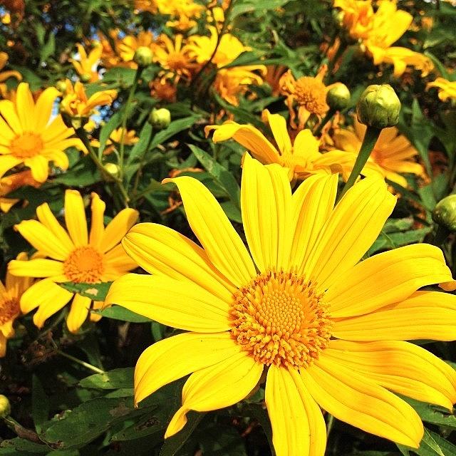 Flower Photograph - Mexican Sunflower :)
#flowers by Dejavu Petch