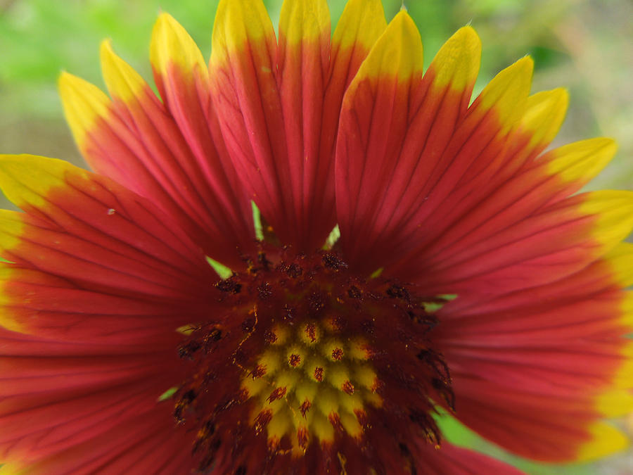 Mexican Sunflower by Peg Toliver Mexican Sunflower by Peg Toliver