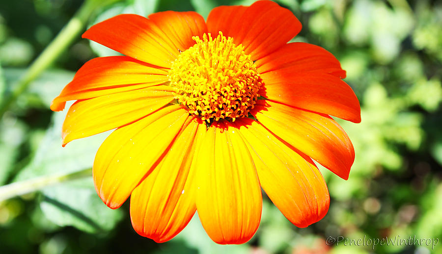 Mexican Sunflower Photograph by Penelope Winthrop - Fine Art America