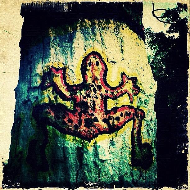Tree Photograph - Mexican Tree Frog Graffiti (puerto by Natasha Marco
