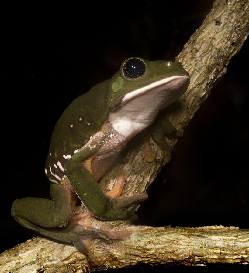 Mexican Tree Frog Photograph by Jon Church - Fine Art America