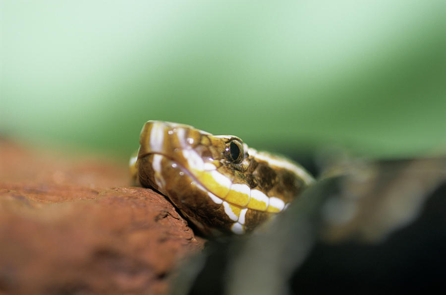 Mexican Water Snake Photograph by Sally Mccrae Kuyper/science Photo ...