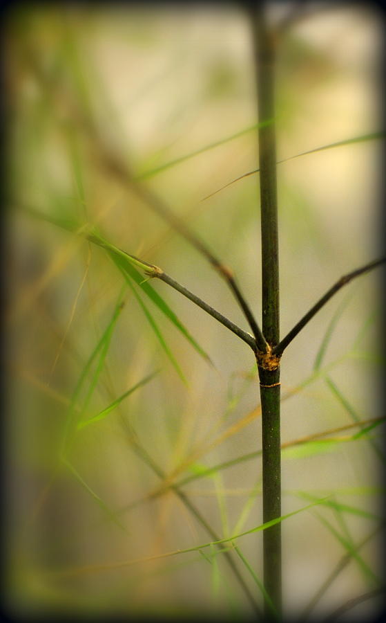Mexican Weeping Bamboo Cane and Foliage Photograph by Nathan Abbott