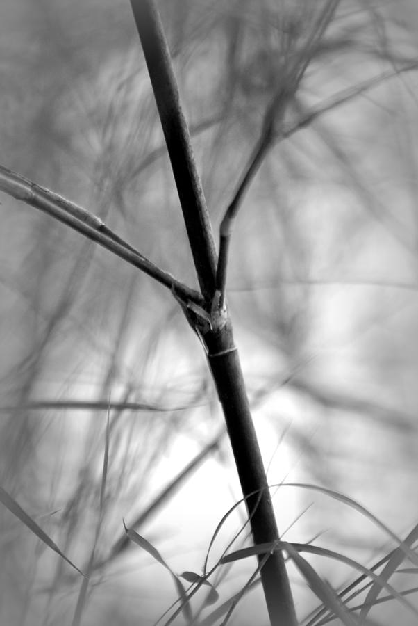 Mexican Weeping Bamboo Cane Photograph by Nathan Abbott