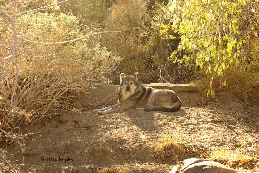 Mexican Wolf  Digital Art by Barbara Snyder