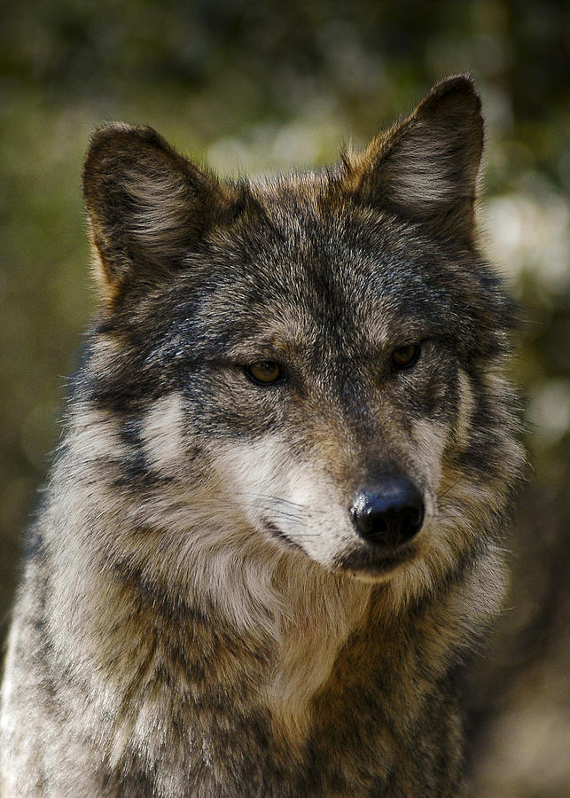 Mexican Wolf F890 Photograph by Lee Kirchhevel