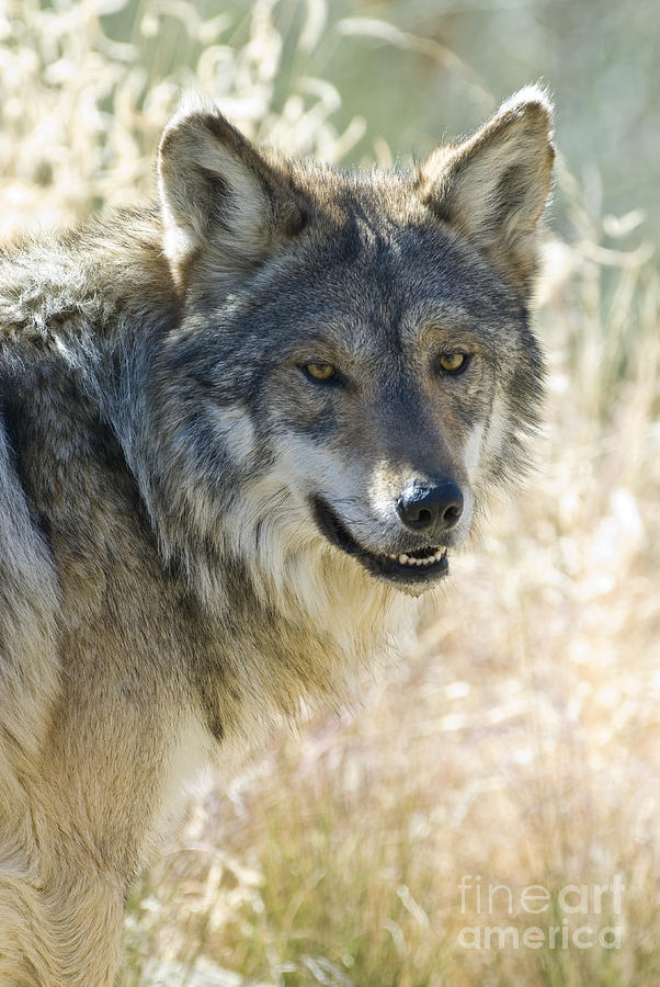 Mexican Wolf Photograph by William H. Mullins